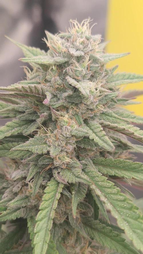 Papaya Zoap Auto "Sweet Seeds"