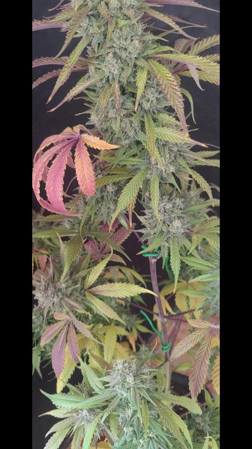 Papaya Zoap Auto "Sweet Seeds"