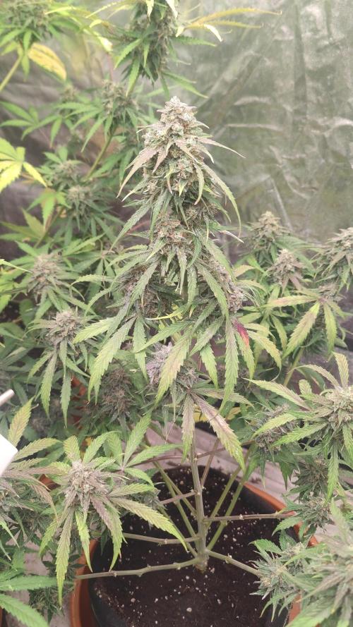 Hyperion F1 Auto "RQS"