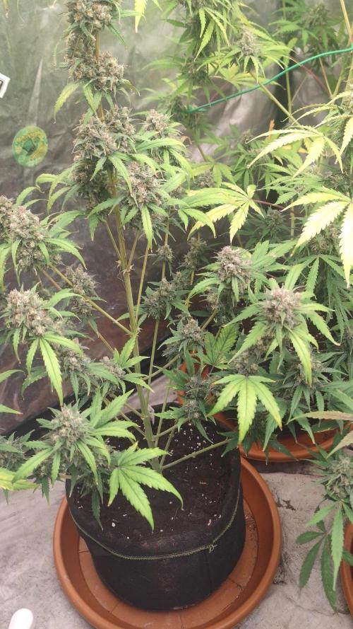 Auto Mimosa Cocktail XXL "GB Strains"