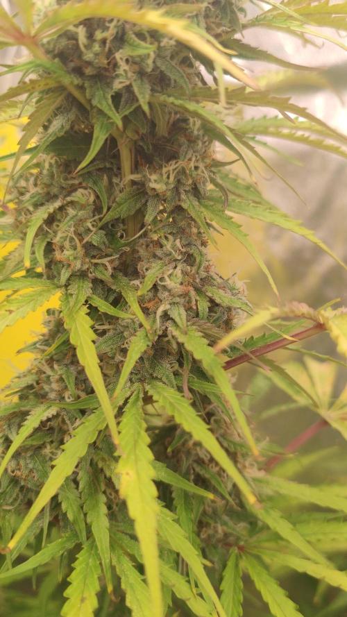 Auto Purple Sunset XXL "GB strain" again