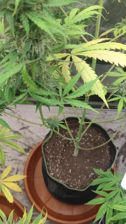 Auto Purple Sunset XXL "GB strain" again