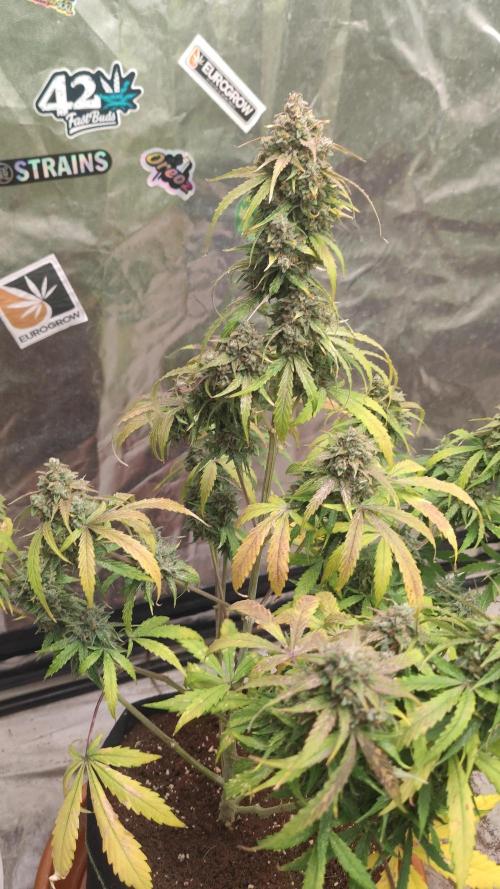 Hyperion F1 Auto "RQS"