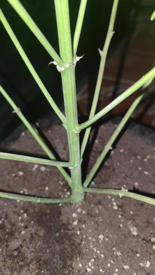 Auto Mimosa Cocktail XXL "GB Strains"