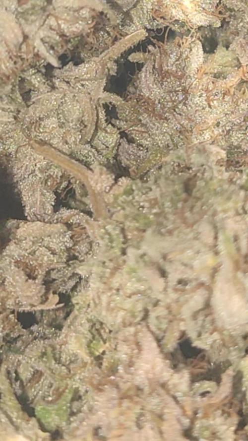 Papaya Zoap Auto "Sweet Seeds"