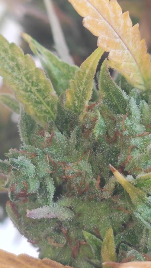 Hyperion F1 Auto "RQS"