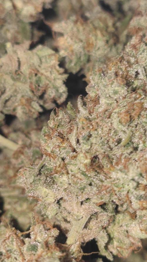 Auto Mimosa Cocktail XXL "GB Strains"