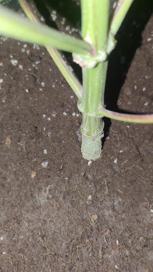 Auto Purple Sunset XXL "GB strain" again