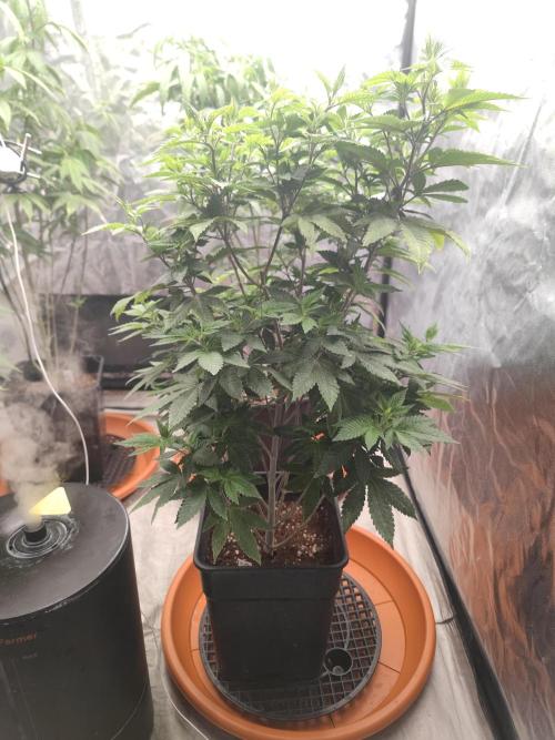 Tropimango "Philosopher Seeds" FEM. Week 14