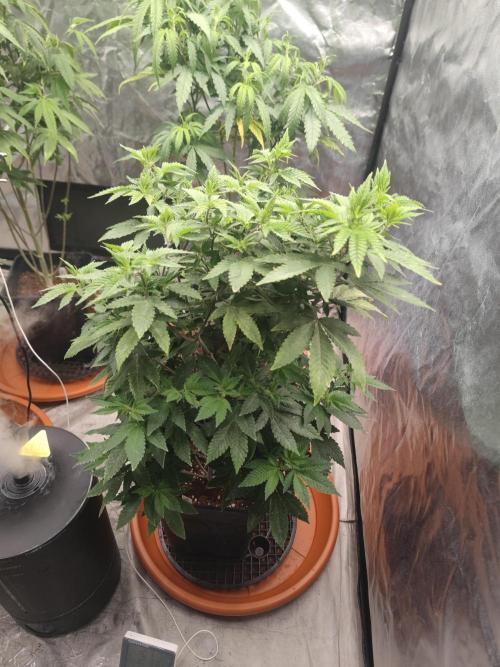 Tropimango "Philosopher Seeds" FEM. Week 14