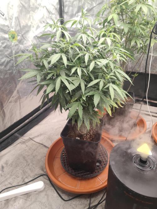 Blue Zushi L.E. "Grower Choice" FEM. Week 14