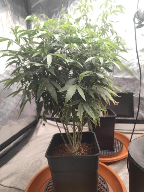 Blue Zushi L.E. "Grower Choice" FEM. Week 14