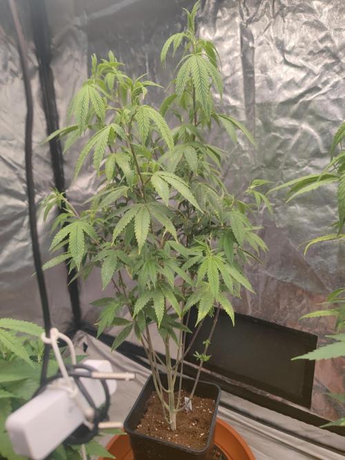 Platinum OG "GB Strains" FEM. Week 14