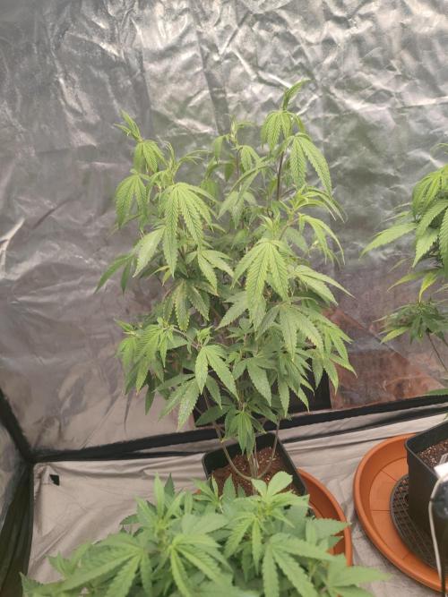 Platinum OG "GB Strains" FEM. Week 14