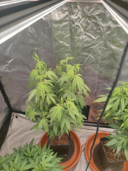 Platinum OG "GB Strains" FEM. Week 14