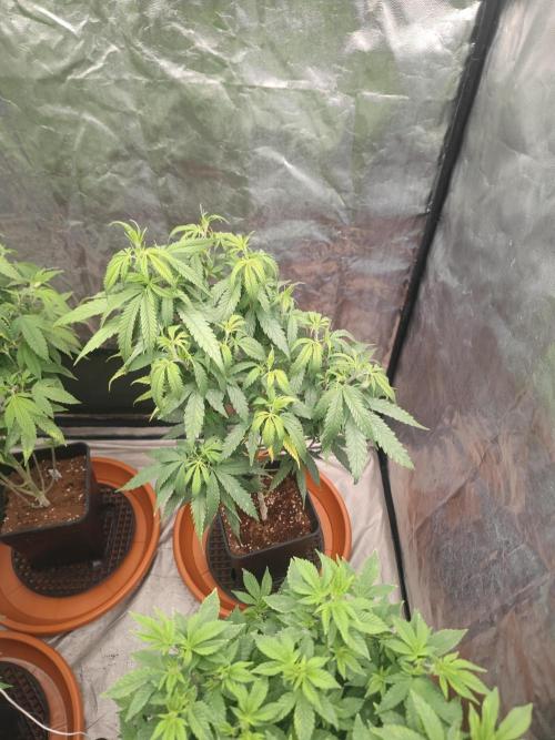 Amnesia Fast CBD "GB Strains" FEM. Week 14