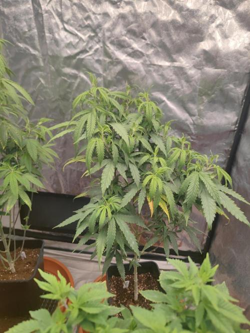 Amnesia Fast CBD "GB Strains" FEM. Week 14