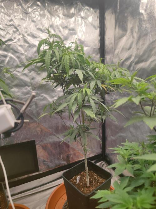 Amnesia Fast CBD "GB Strains" FEM. Week 14