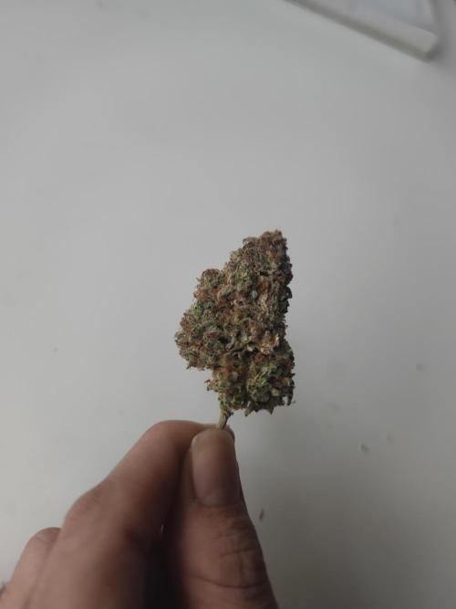 Hyperion F1 Auto "RQS". Week 13