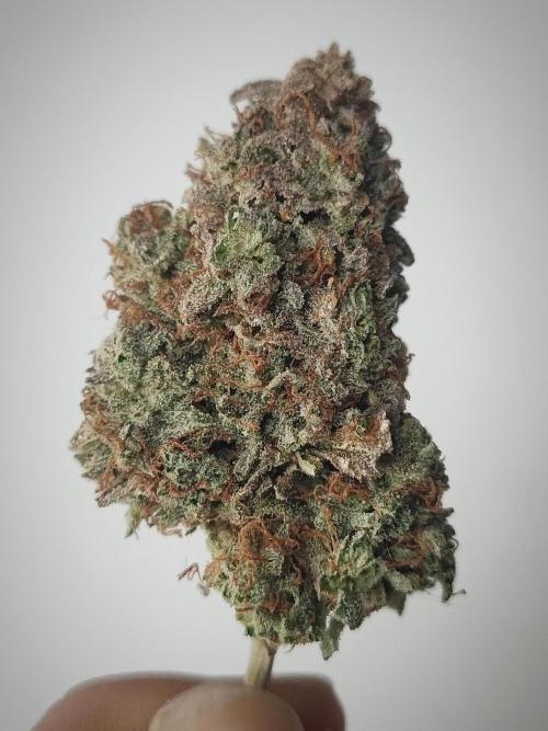 Hyperion F1 Auto "RQS". Week 13