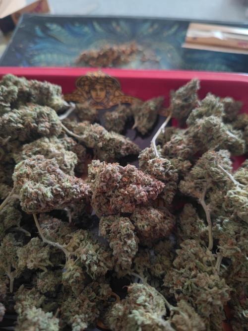 Hyperion F1 Auto "RQS". Week 13