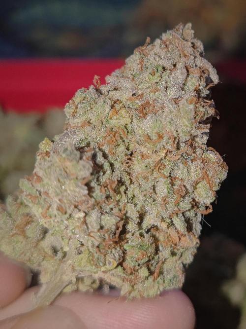 Hyperion F1 Auto "RQS". Week 13