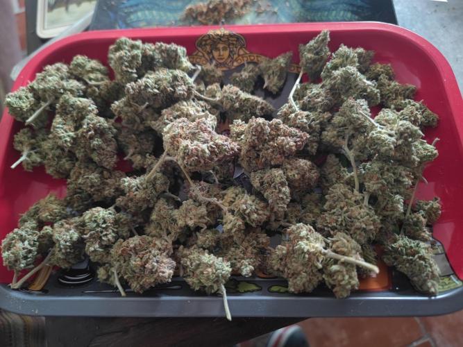 Hyperion F1 Auto "RQS". Week 13