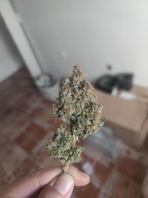 Auto Purple Sunset XXL "GB strain" again. Week 12