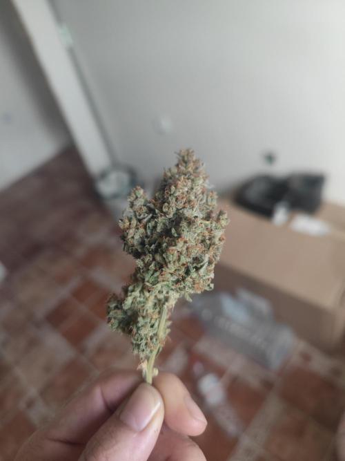 Auto Purple Sunset XXL "GB strain" again. Week 12