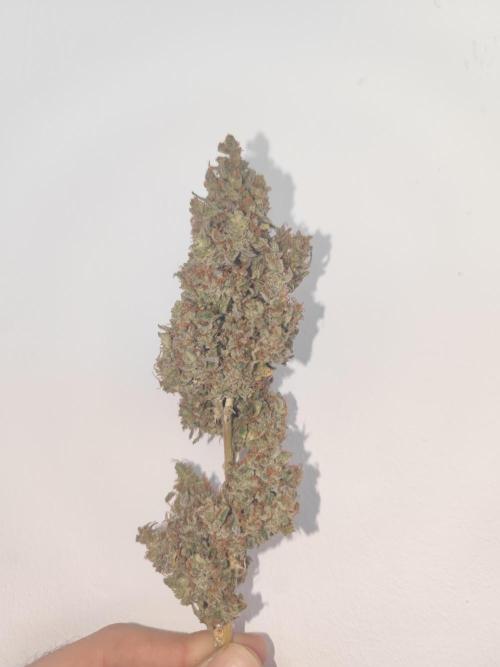 Auto Purple Sunset XXL "GB strain" again. Week 12