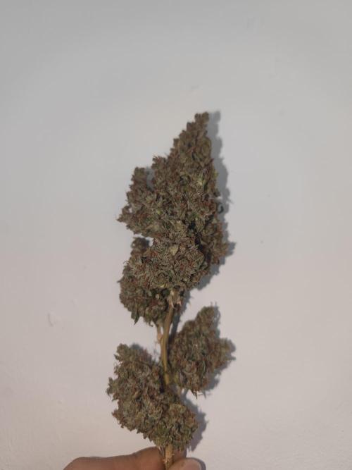 Auto Purple Sunset XXL "GB strain" again. Week 12