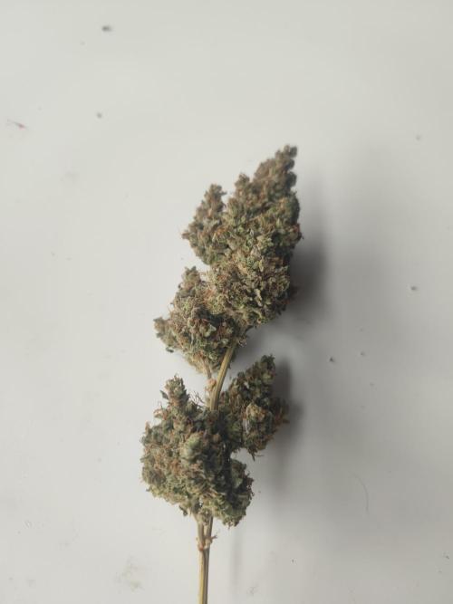 Auto Purple Sunset XXL "GB strain" again. Week 12