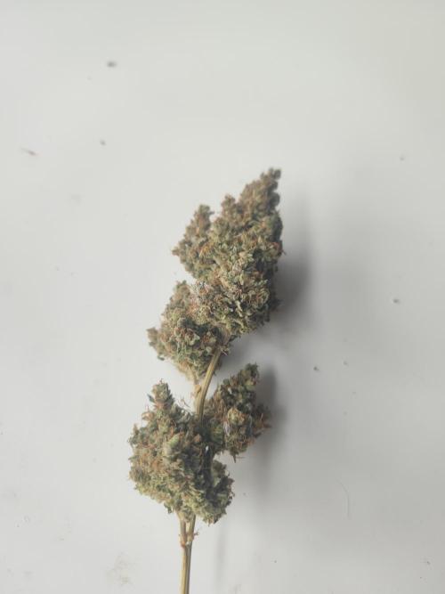 Auto Purple Sunset XXL "GB strain" again. Week 12