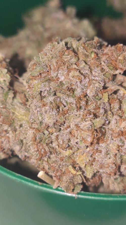 Auto Purple Sunset XXL "GB strain" again