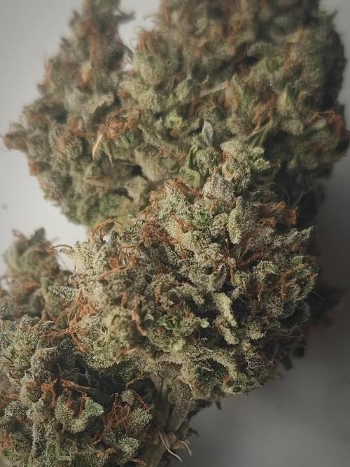 Auto Purple Sunset XXL "GB strain" again. Week 12