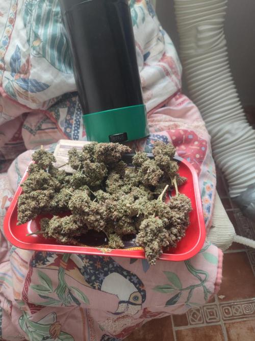 Auto Purple Sunset XXL "GB strain" again. Week 12