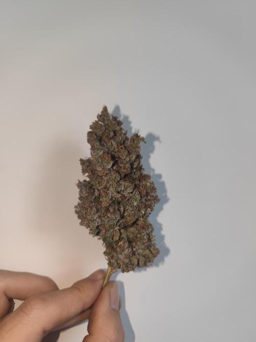 Auto Purple Sunset XXL "GB strain" again. Week 12