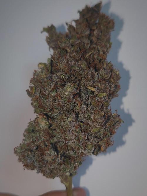 Auto Purple Sunset XXL "GB strain" again. Week 12