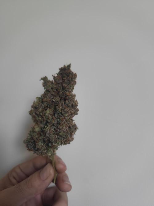 Auto Purple Sunset XXL "GB strain" again. Week 12