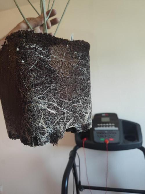 Blue Zushi L.E. "Grower Choice" FEM. Week 15