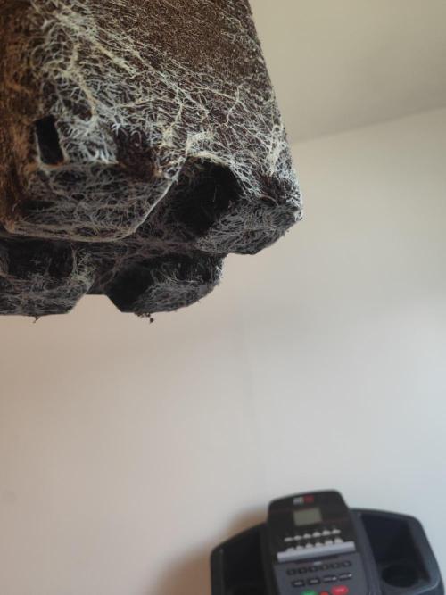 Blue Zushi L.E. "Grower Choice" FEM. Week 15