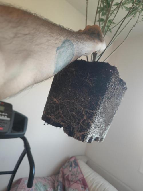 Blue Zushi L.E. "Grower Choice" FEM. Week 15