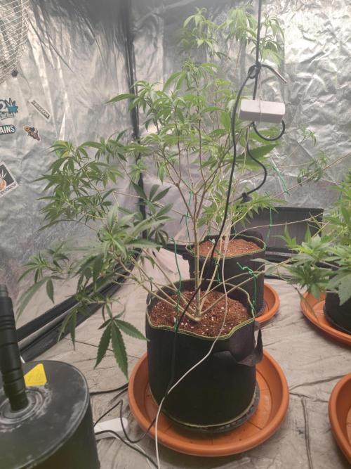 Blue Zushi L.E. "Grower Choice" FEM. Week 15