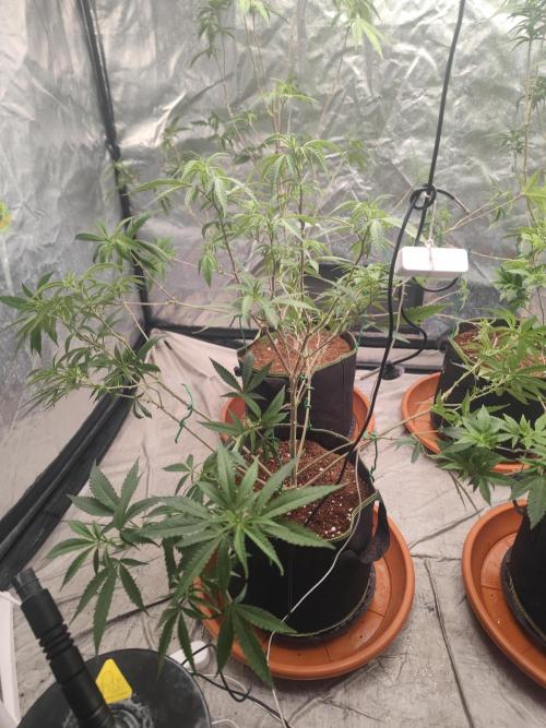 Blue Zushi L.E. "Grower Choice" FEM. Week 15