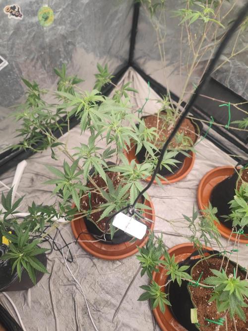 Blue Zushi L.E. "Grower Choice" FEM. Week 15