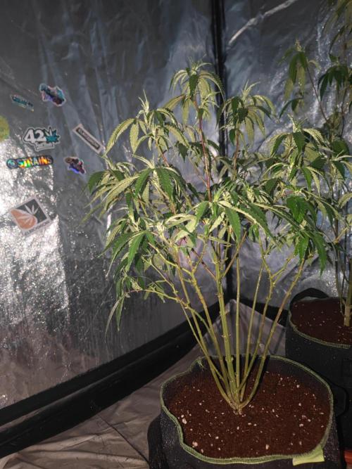 Blue Zushi L.E. "Grower Choice" FEM. Week 15