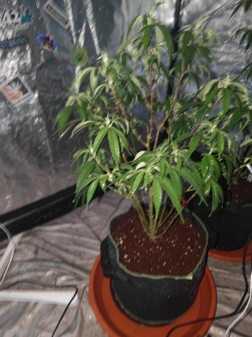 Blue Zushi L.E. "Grower Choice" FEM. Week 15