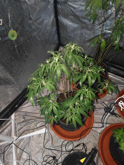 Blue Zushi L.E. "Grower Choice" FEM. Week 15