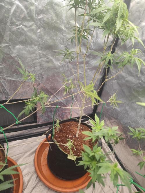 Amnesia Fast CBD "GB Strains" FEM. Week 15