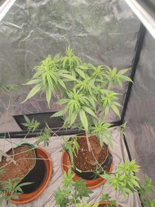 Amnesia Fast CBD "GB Strains" FEM. Week 15